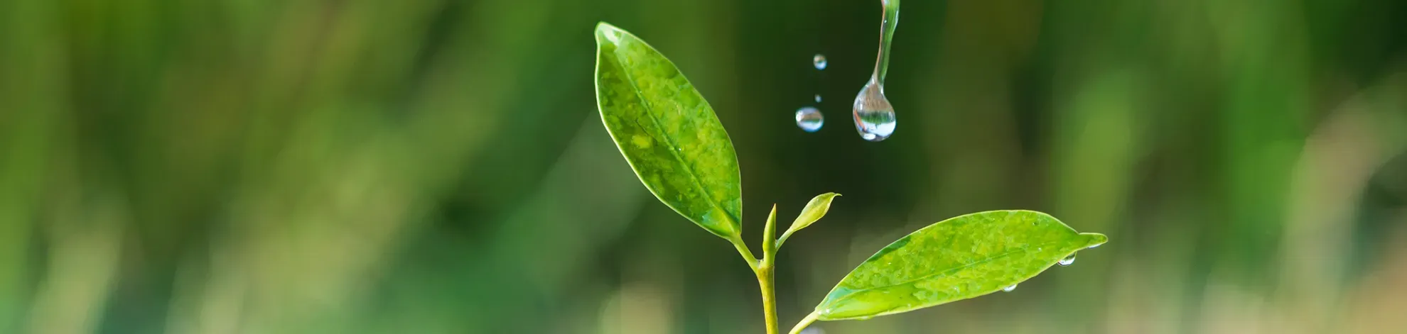 Net Zero Carbon by 2040